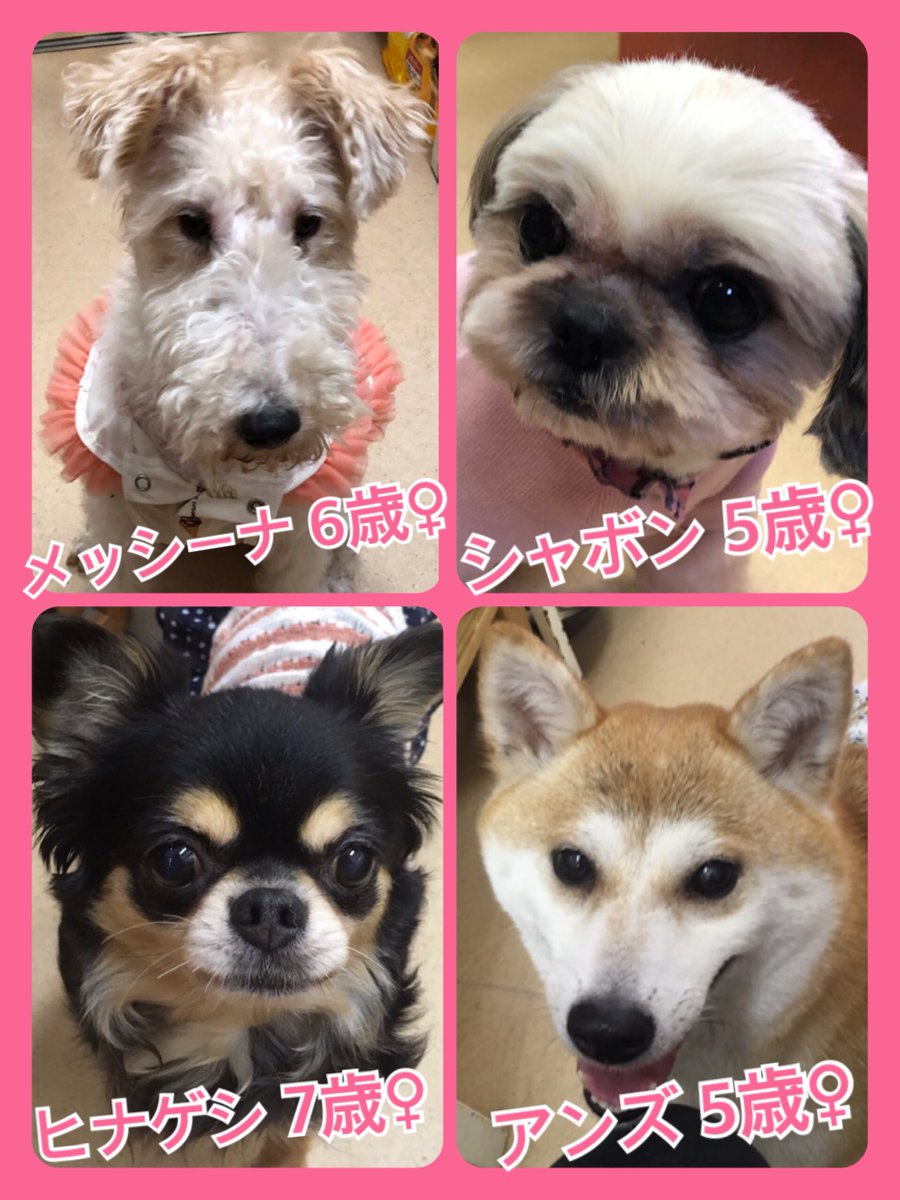 🐾今日の里親様募集中ワンコ🐶メンバーです🐾2019,7,14